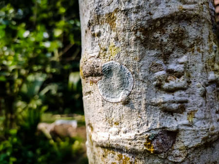 The Phlyctidaceae are a family of lichenized fungi in the order Gyalectales. Species in this family have primarily a tropical distribution, and are usually found growing on bark.の写真素材