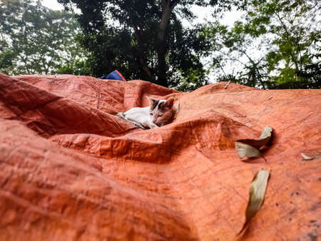A white cat is lying on an orange tarpaulin wide view in the afternoon.の写真素材