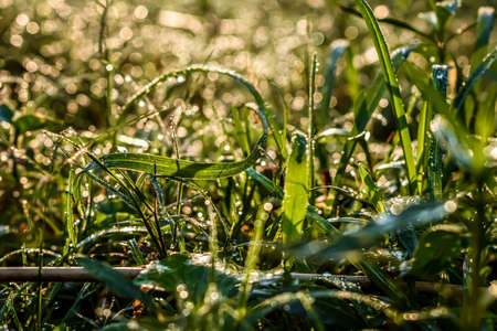 Morning dew drop fall on the small green grass leaf close-up shot in the morning time.の写真素材