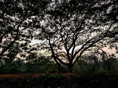 The sunset can be seen through the gaps in the branches of a large tree in the Northern India.の写真素材