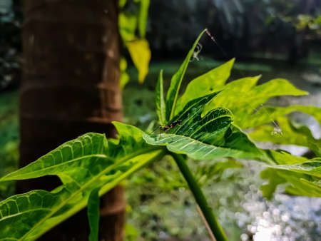 A wasp is any insect of the narrow-waisted suborder Apocrita of the order Hymenoptera which is neither a bee nor an ant; this excludes the broad-waisted sawflies (Symphyta),の写真素材