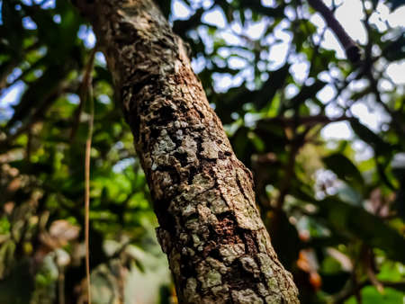 A small dry cracked branch close-up detail shot in the morning when sunlight fall on this wood.の写真素材