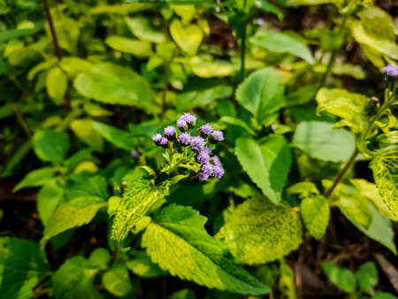 Ageratum conyzoides is native to Tropical America, especially Brazil, and considered an invasive weed in many other regions.の写真素材