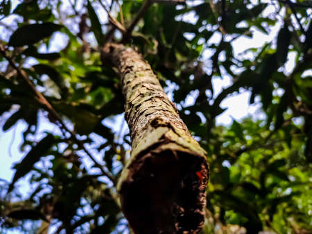 A small dry cracked branch close-up detail shot in the morning when sunlight fall on this wood.の写真素材
