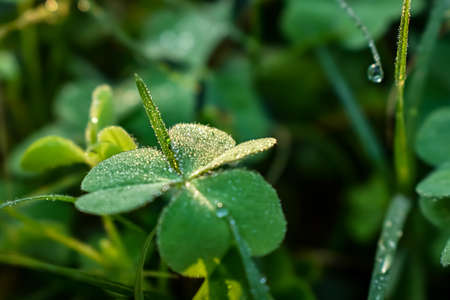 Wet Oxalis leaf close-up macro shot in the morning when sunlight lighted this leaf.の写真素材