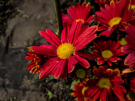 Chrysanthemums, sometimes called mums or chrysanths, are flowering plants of the genus Chrysanthemum...