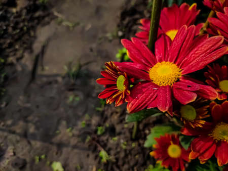 Chrysanthemums, sometimes called mums or chrysanths, are flowering plants of the genus Chrysanthemum in the family Asteraceae. They are native to East Asia and northeastern Europe.の写真素材