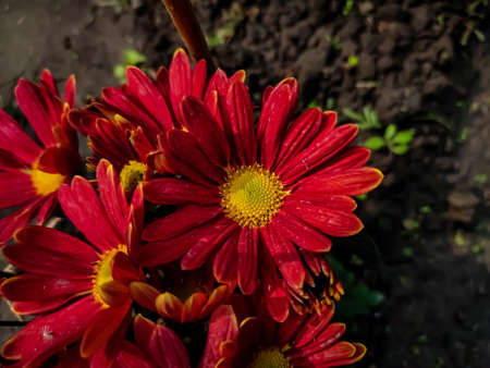 Chrysanthemums, sometimes called mums or chrysanths, are flowering plants of the genus Chrysanthemum in the family Asteraceae. They are native to East Asia and northeastern Europe.の写真素材