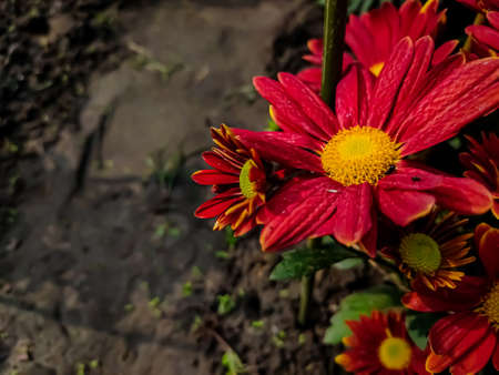 Chrysanthemums, sometimes called mums or chrysanths, are flowering plants of the genus Chrysanthemum in the family Asteraceae. They are native to East Asia and northeastern Europe.の写真素材