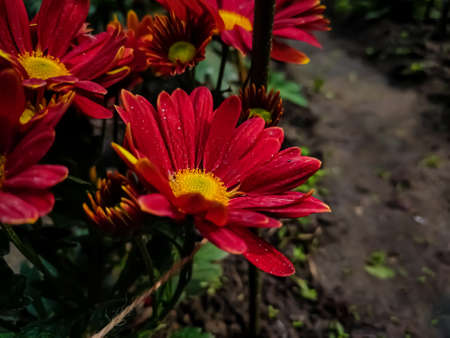 Chrysanthemums, sometimes called mums or chrysanths, are flowering plants of the genus Chrysanthemum in the family Asteraceae. They are native to East Asia and northeastern Europe.の写真素材