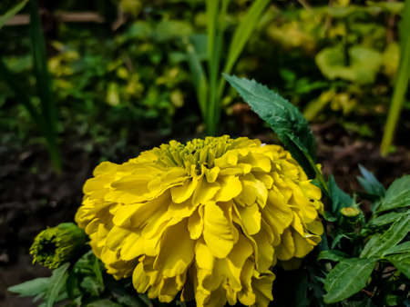 Tagetes is a genus of annual or perennial, mostly herbaceous plants in the sunflower family (Asteraceae). It was described as a genus by Carl Linnaeus in 1753.の写真素材