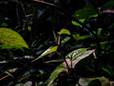 This is the growing betel plant close-up shot in the morning when sunlight lighted this leaf.の写真素材