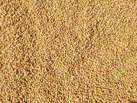 Wheat is a grass widely cultivated for its seed, a cereal grain which is a worldwide staple food. The many species of wheat together make up the genus Triticum; the most widely grown is common wheat.の写真素材