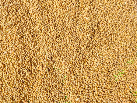 Wheat is a grass widely cultivated for its seed, a cereal grain which is a worldwide staple food. The many species of wheat together make up the genus Triticum; the most widely grown is common wheat.の写真素材
