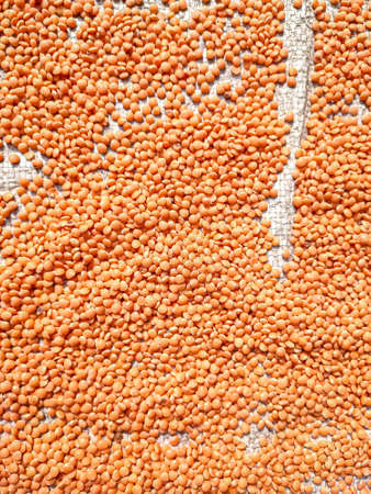 The lentil is an edible legume. It is an annual plant known for its lens-shaped seeds.の写真素材