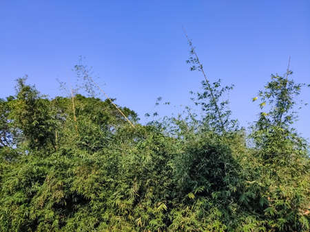 Morning sunlight lighted the large asian bamboo forest in the Northern India.の写真素材