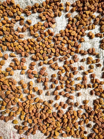 The chickpea is an annual legume of the family Fabaceae, subfamily Faboideae. Chickpea seeds are high in protein.の写真素材