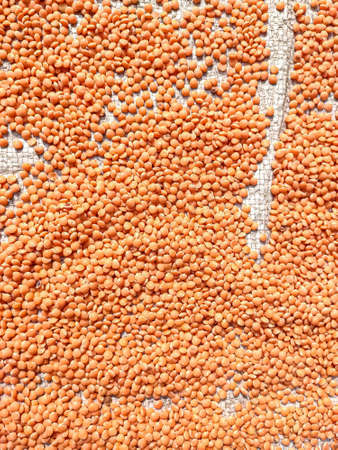 The lentil is an edible legume. It is an annual plant known for its lens-shaped seeds.の写真素材
