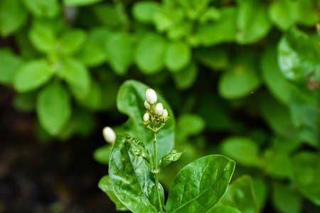 Jasminum sambac is a species of jasmine native to tropical Asia, from the Indian subcontinent to Southeast Asia.の写真素材
