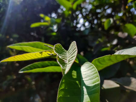 This is the color full guava leaves close-up shot in the daytime in the autumn season.の写真素材