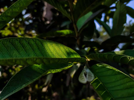 This is the color full guava leaves close-up shot in the daytime in the autumn season.の写真素材