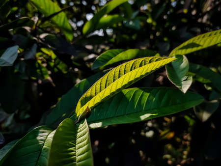 This is the color full guava leaves close-up shot in the daytime in the autumn season.の写真素材