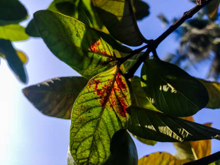 This is the old color full guava leaves close-up shot in the daytime in the autumn season.の写真素材