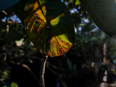 This is the old color full guava leaves close-up shot in the daytime in the autumn season.の写真素材