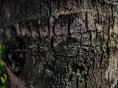 This is the coconut trees bark close-up shot when sunlight fall on this trees bark.の写真素材