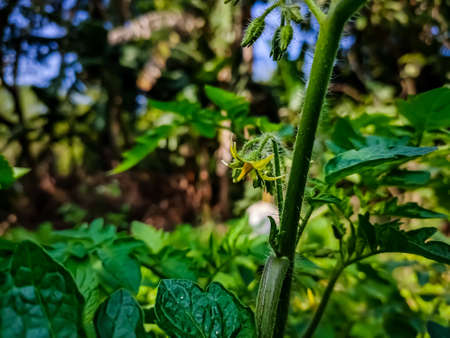 Tomato plants belong to the plant group known as flowering plants or angiosperms. The tomato plant reproduces sexually, meaning that it requires both female and male organs to produce seeds.の写真素材