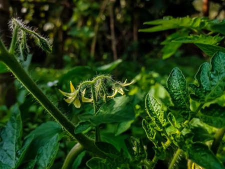 Tomato plants belong to the plant group known as flowering plants or angiosperms. The tomato plant reproduces sexually, meaning that it requires both female and male organs to produce seeds.の写真素材