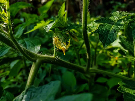 Tomato plants belong to the plant group known as flowering plants or angiosperms. The tomato plant reproduces sexually, meaning that it requires both female and male organs to produce seeds.の写真素材
