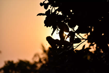 Amazing wallpaper before the evening in the south east asia.の写真素材