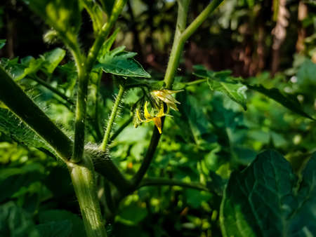 Tomato plants belong to the plant group known as flowering plants or angiosperms. The tomato plant reproduces sexually, meaning that it requires both female and male organs to produce seeds.の写真素材