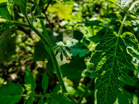 Tomato plants belong to the plant group known as flowering plants or angiosperms. The tomato plant reproduces sexually, meaning that it requires both female and male organs to produce seeds.の写真素材