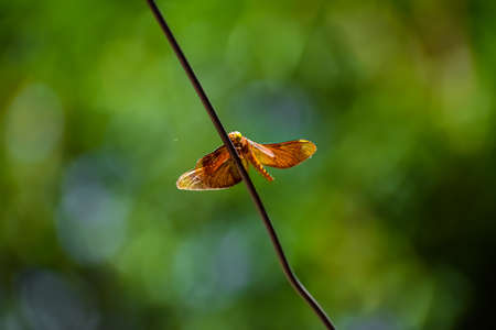 Neurothemis fulvia, is a species of dragonfly found in Asia. It is a medium-sized rusty dragonfly with transparent wing tips.の写真素材