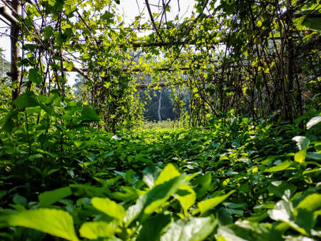 This is the ivy gourd cultivation firm landscape view in the morning in India.の写真素材
