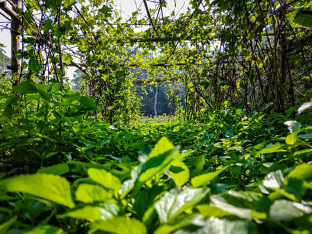 This is the ivy gourd cultivation firm landscape view in the morning in India.の写真素材