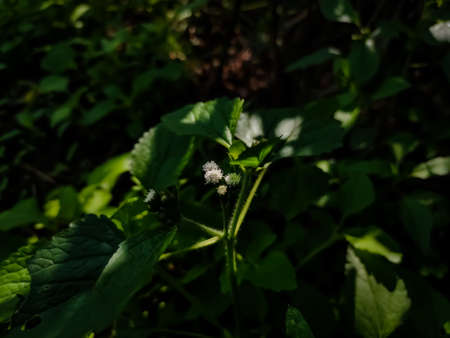 Ageratum conyzoides is native to Tropical America, especially Brazil, and considered an invasive weed in many other regions.の写真素材
