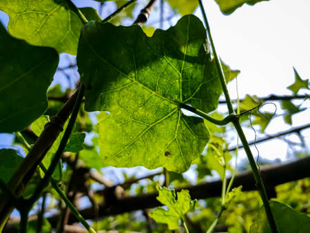 Morning sunlight lighted some ivy gourd leaf close-up shot in the Indian agriculture firm.の写真素材