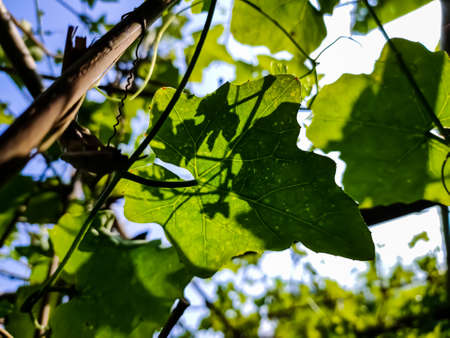 Morning sunlight lighted some ivy gourd leaf close-up shot in the Indian agriculture firm.の写真素材