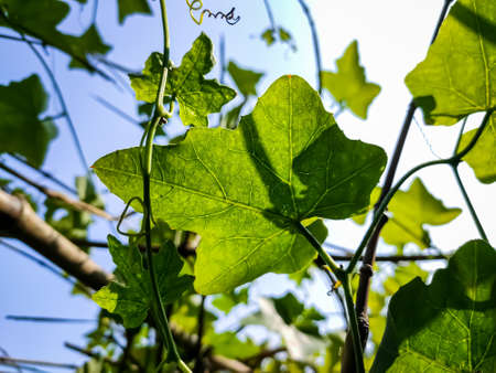 Morning sunlight lighted some ivy gourd leaf close-up shot in the Indian agriculture firm.の写真素材