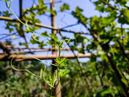 Morning sunlight lighted some ivy gourd leaf close-up shot in the Indian agriculture firm.の写真素材