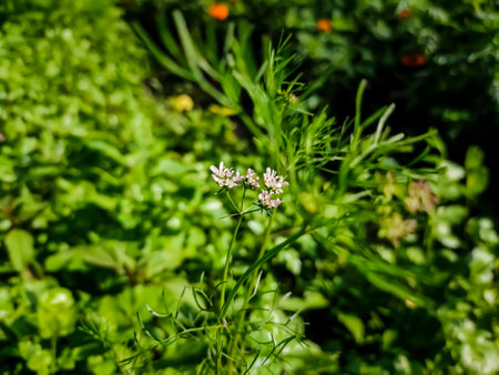 This is coriander flower close-up macro shot in a winter morning.の写真素材