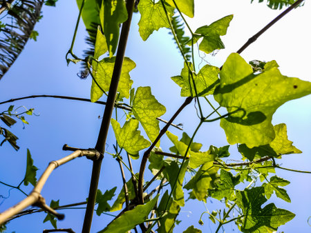 Morning sunlight lighted some ivy gourd leaf close-up shot in the Indian agriculture firm.の写真素材