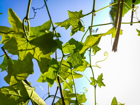 Morning sunlight lighted some ivy gourd leaf close-up shot in the Indian agriculture firm.の写真素材