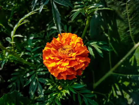 Tagetes is a genus of annual or perennial, mostly herbaceous plants in the sunflower family (Asteraceae). It was described as a genus by Carl Linnaeus in 1753.の写真素材