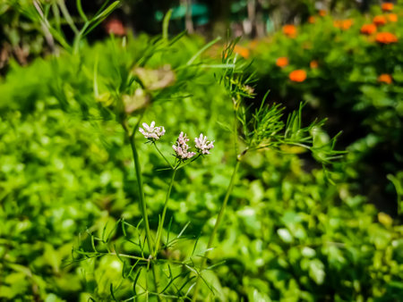 This is coriander flower close-up macro shot in a winter morning.の写真素材