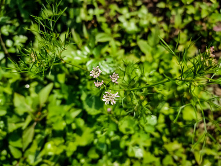 This is coriander flower close-up macro shot in a winter morning.の写真素材