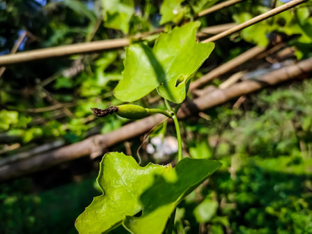 Morning sunlight lighted some ivy gourd leaf close-up shot in the Indian agriculture firm.の写真素材